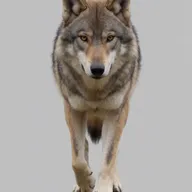 Krea 2 Turbo: walking forward mid-stride
