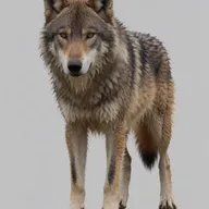 slightly damp fur
